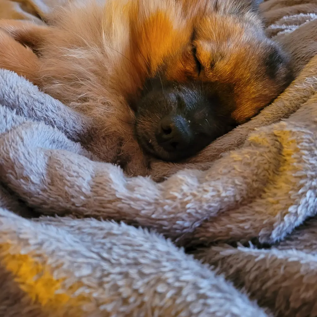 Cookie