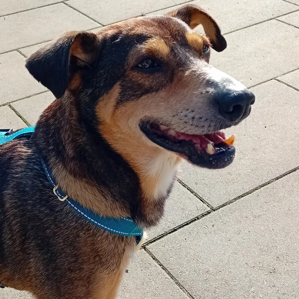 Karli 