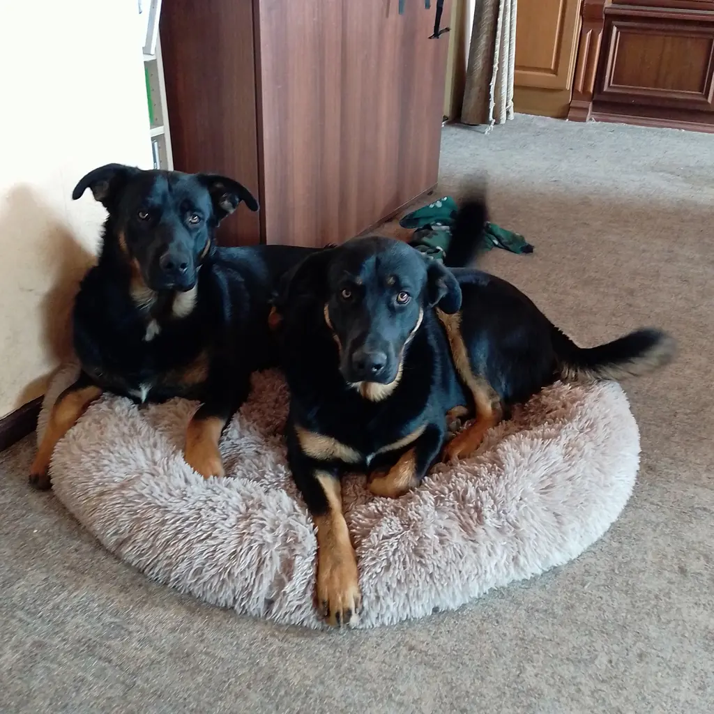 Lux und Rocky 