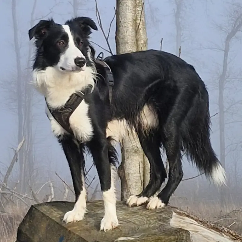 LEO