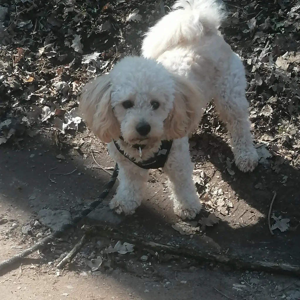 Filou