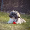 Buddy