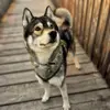 Fenrir