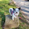 Mikki