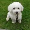 Fritz 