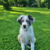 Filou