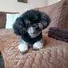 SISSI