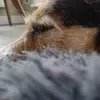 Frieda