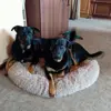 Lux und Rocky 
