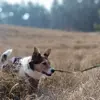 Frieda