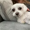 Balou