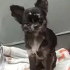 Simba