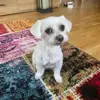 Balou