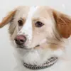 Mira