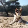 Frieda