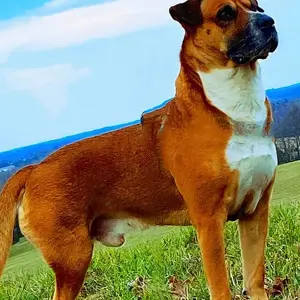 Hugo