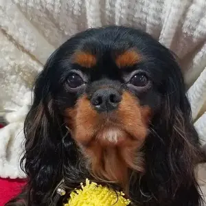 Rex