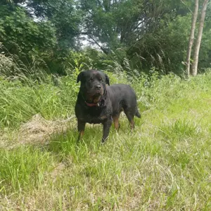 Rambo