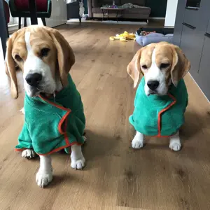Carlo Und Enzo