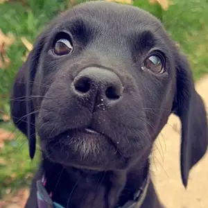 Roxy