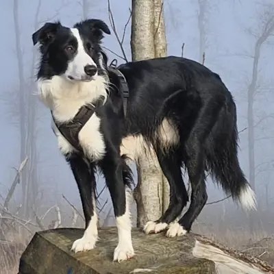 LEO