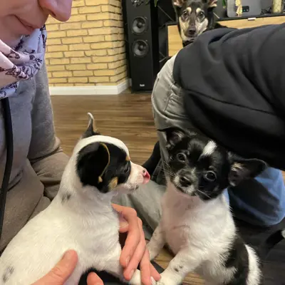 Cooper und cody