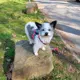 Mikki