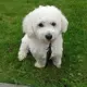 Fritz 