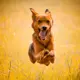 Samy 