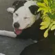 Lucy