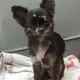 Simba