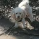 Filou